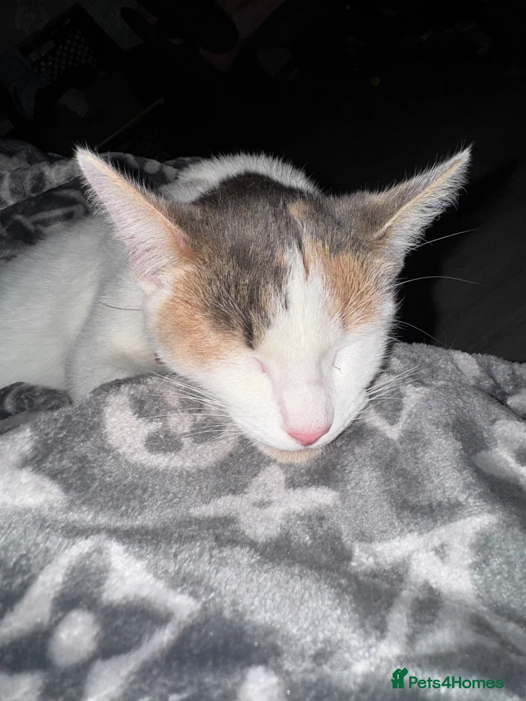 Mixed Breed cats for sale: 4 beautiful kittens  - Advert 7