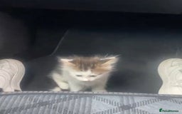 Mixed Breed cats for sale: kittens - Image 1