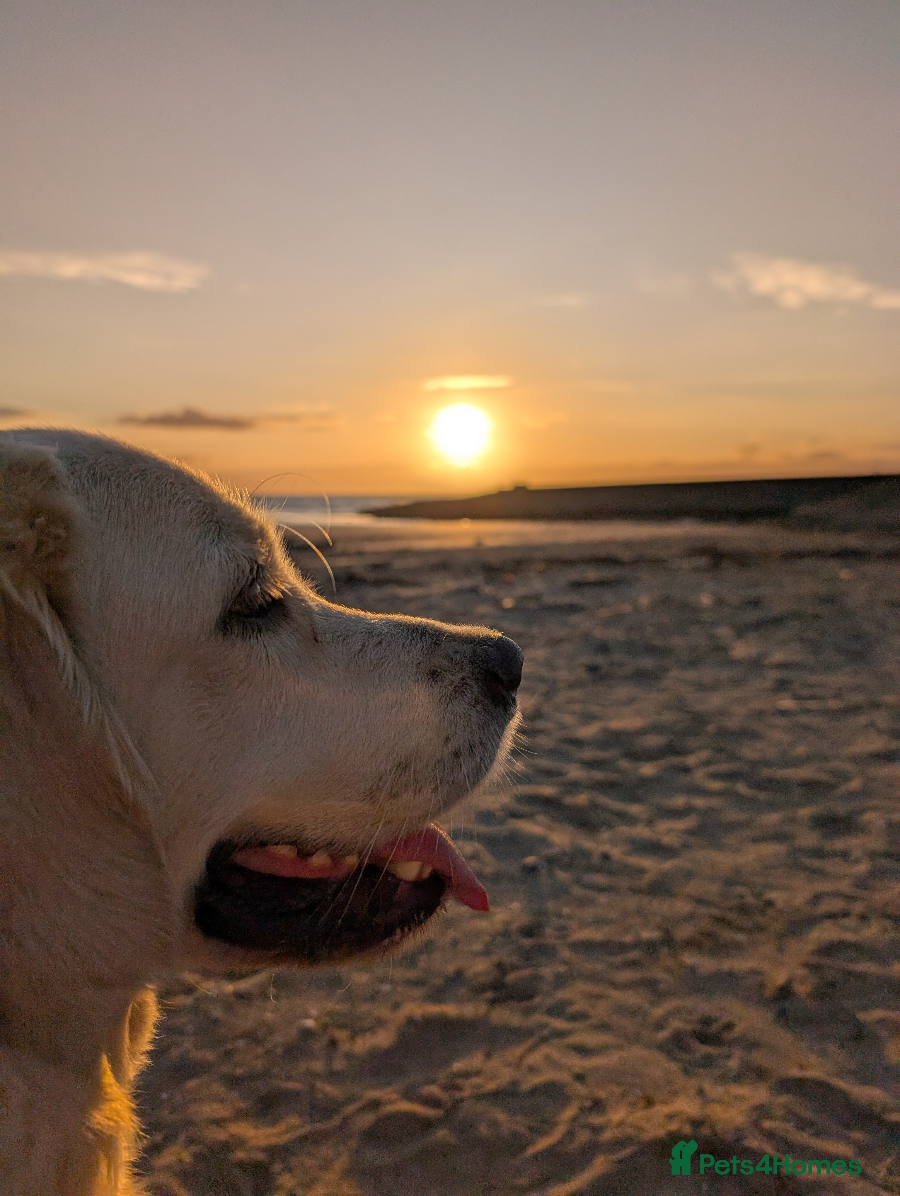 Golden Retriever dogs 1 year old golden retriever girl - Advert 1