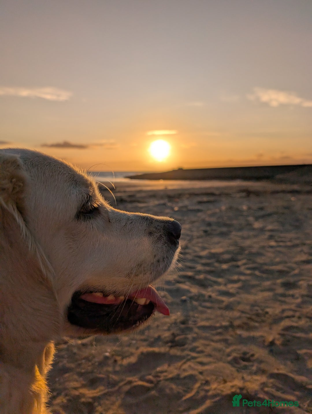 Golden Retriever dogs for sale: 1 year old golden retriever girl - Advert 1