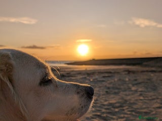 Golden Retriever dogs 1 year old golden retriever girl - Advert 2
