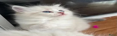 Siberian 3
