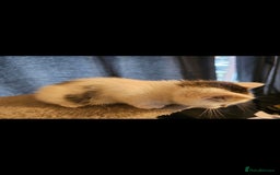 Mixed Breed cats for sale: Lovely kittens - Image 8