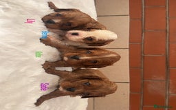 Cavalier King Charles Spaniel dogs for sale: Cavalier King Charles puppies  - Image 10