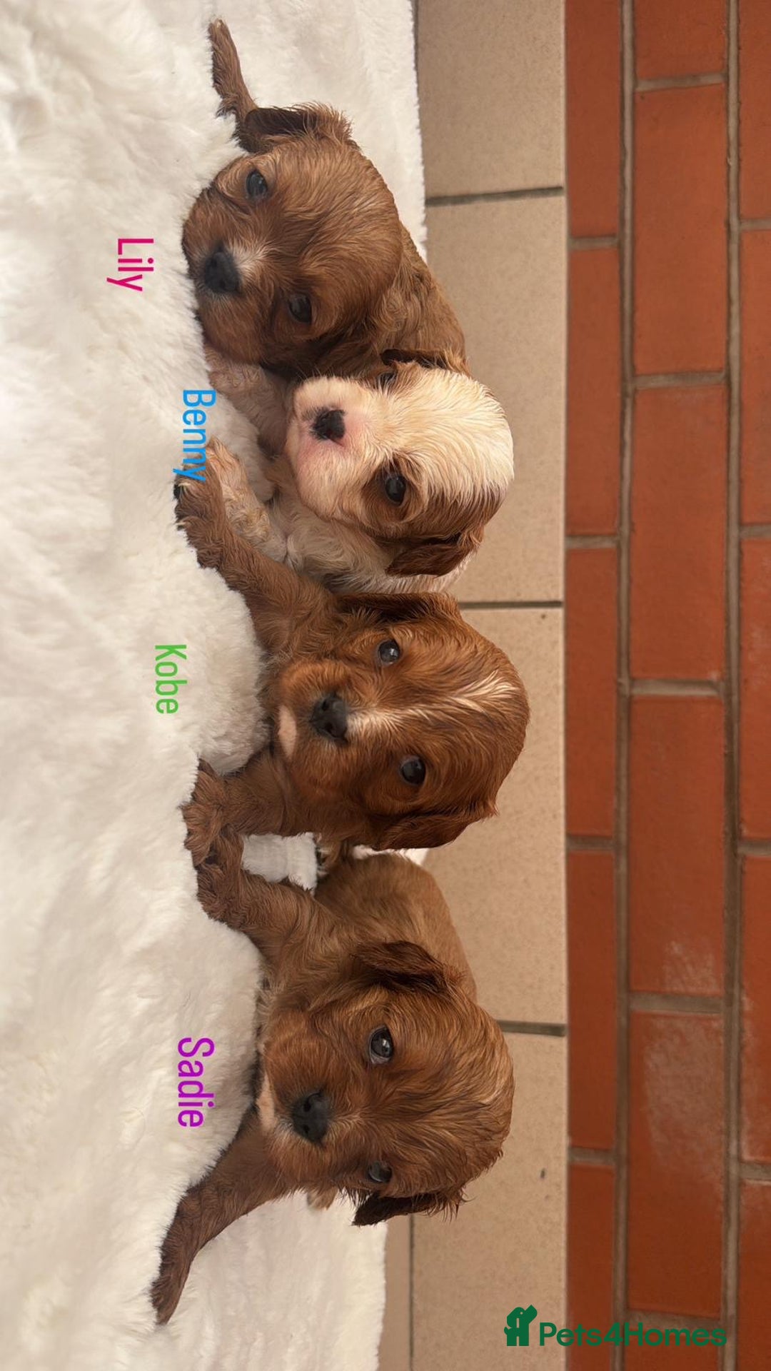 Cavalier King Charles Spaniel dogs for sale: Cavalier King Charles puppies  - Image 10
