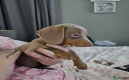 Miniature Dachshund dogs for sale: Isabella and tan miniature dachshund  - Advert 4