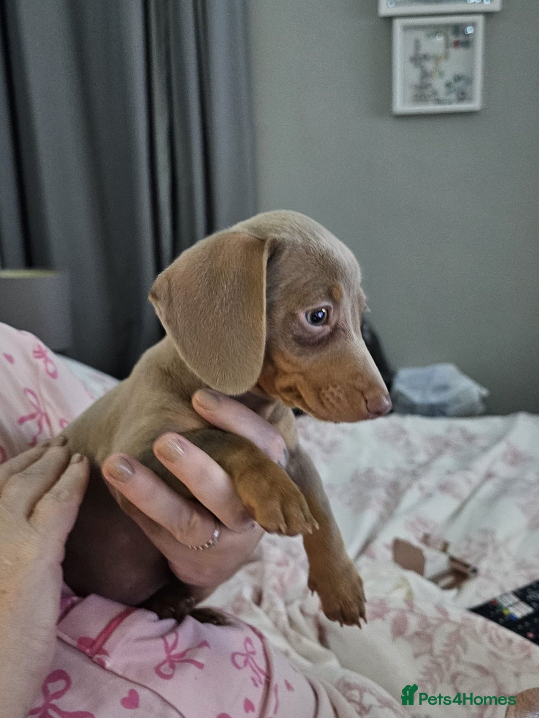 Miniature Dachshund dogs for sale: Isabella and tan miniature dachshund  - Advert 4