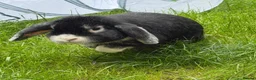 Mini Lop rabbits for sale: Mini lop ear rabbit - Advert 3