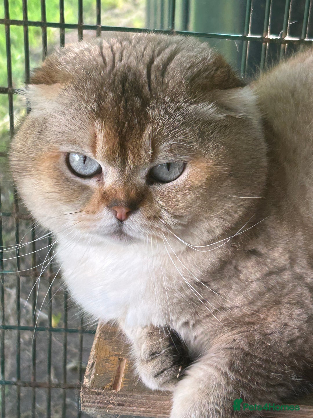 Scottish Fold cats for stud: TICA Registered Scottish fold stud  in Whitchurch - Image 5
