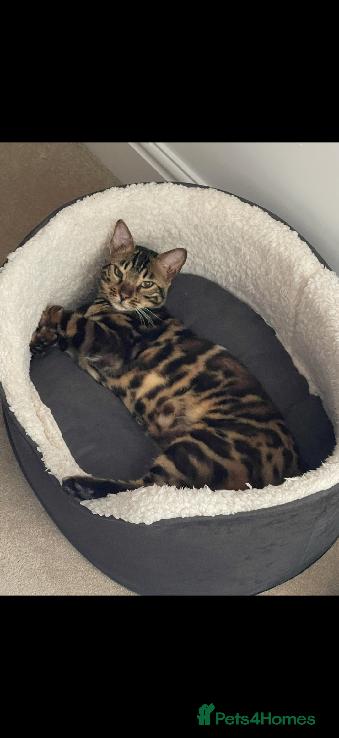 Bengal cats for sale: Pure breed bengal  - Advert 5