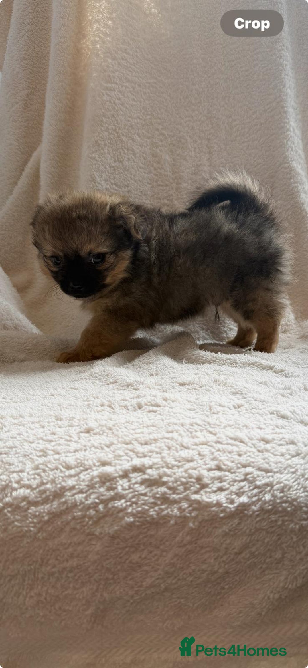 Pomchi dogs for sale: Beautiful fluffy pomchi puppies  - Image 14