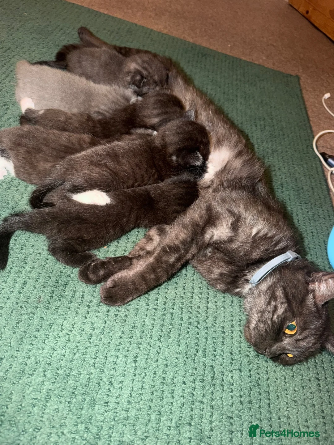 Mixed Breed cats for sale: RARE BRITISH Shorthair&ScottishFold Kittens - Advert 2