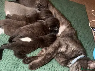 Mixed Breed cats ‼️READY‼️BritishShorthair&ScottishFold Kittens - Advert 1