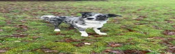 Border Collie dogs for stud: Blue Merle Stud  - Advert 3