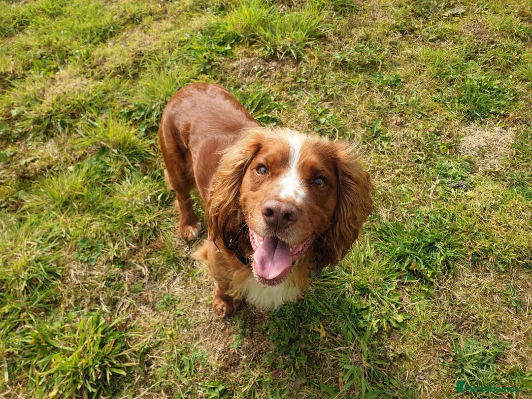 Cocker Spaniel dogs for stud: Bright Cocker for Stud  in Shotts - Advert 2