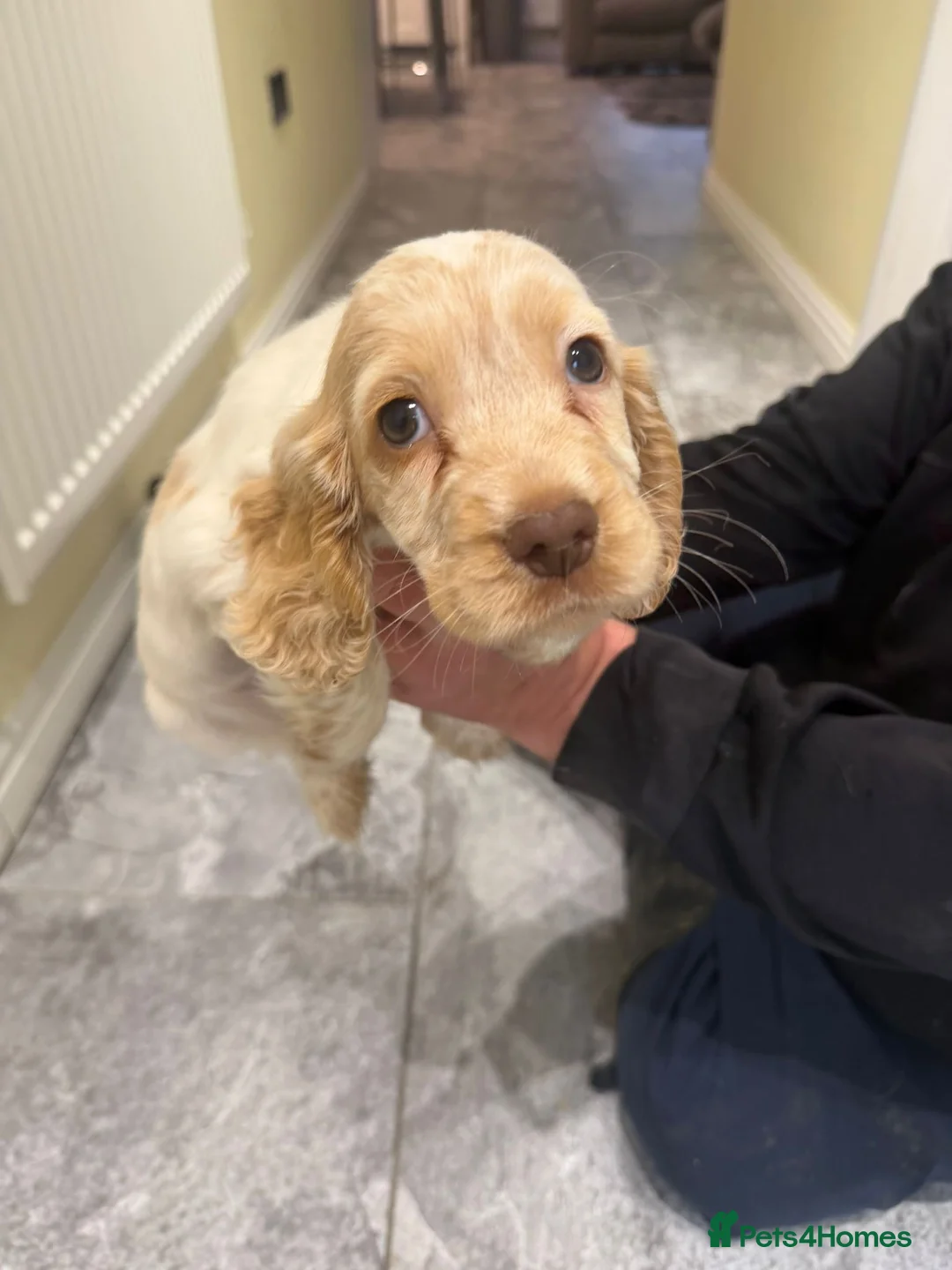 Cocker Spaniel dogs for sale: OUTSTANDING ADORABLE SHOW TYPE COCKER SPANIEL  - Advert 33