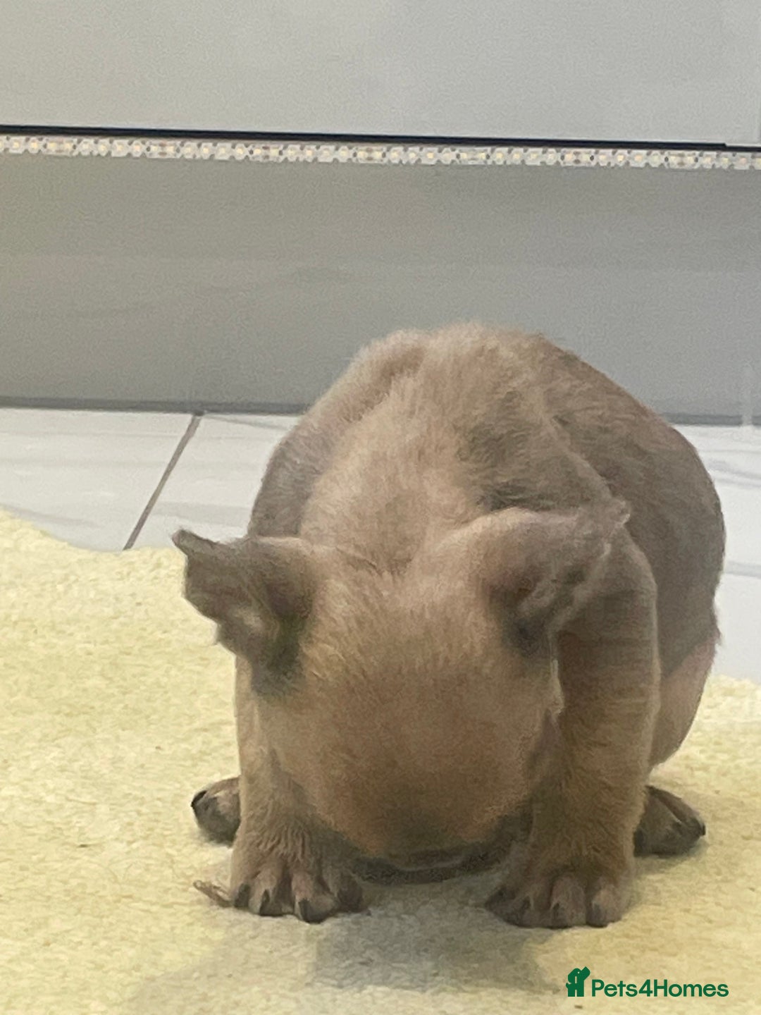 French Bulldog dogs for sale: Ready now!!! Reduce in price  - Advert 20