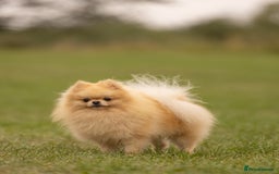 Pomeranian dogs for stud: Prince George Bridgeton 👑 - Image 4