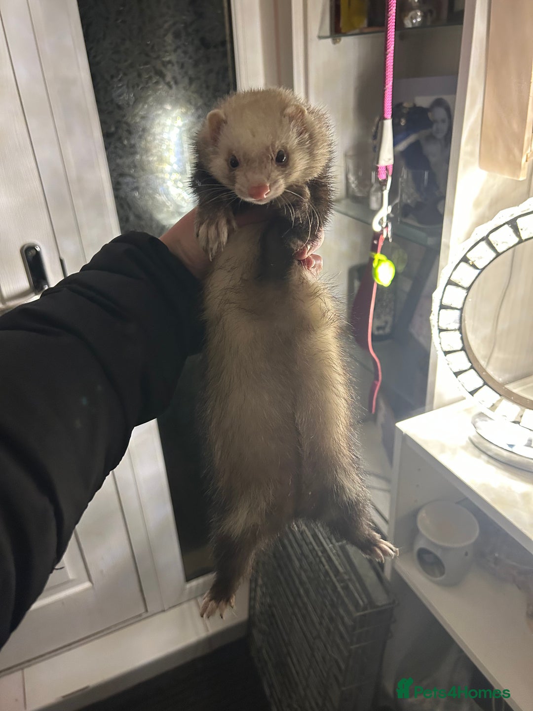 Ferret rodents for sale: Polecat ferret  - Advert 1