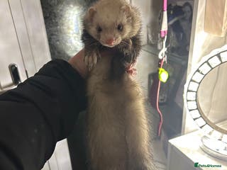 Ferret rodents Polecat ferret - Advert 1