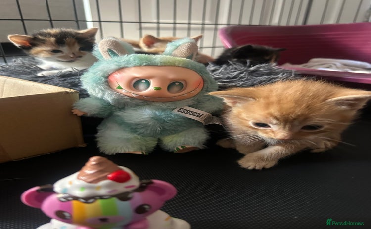 Mixed Breed cats - Advert 10