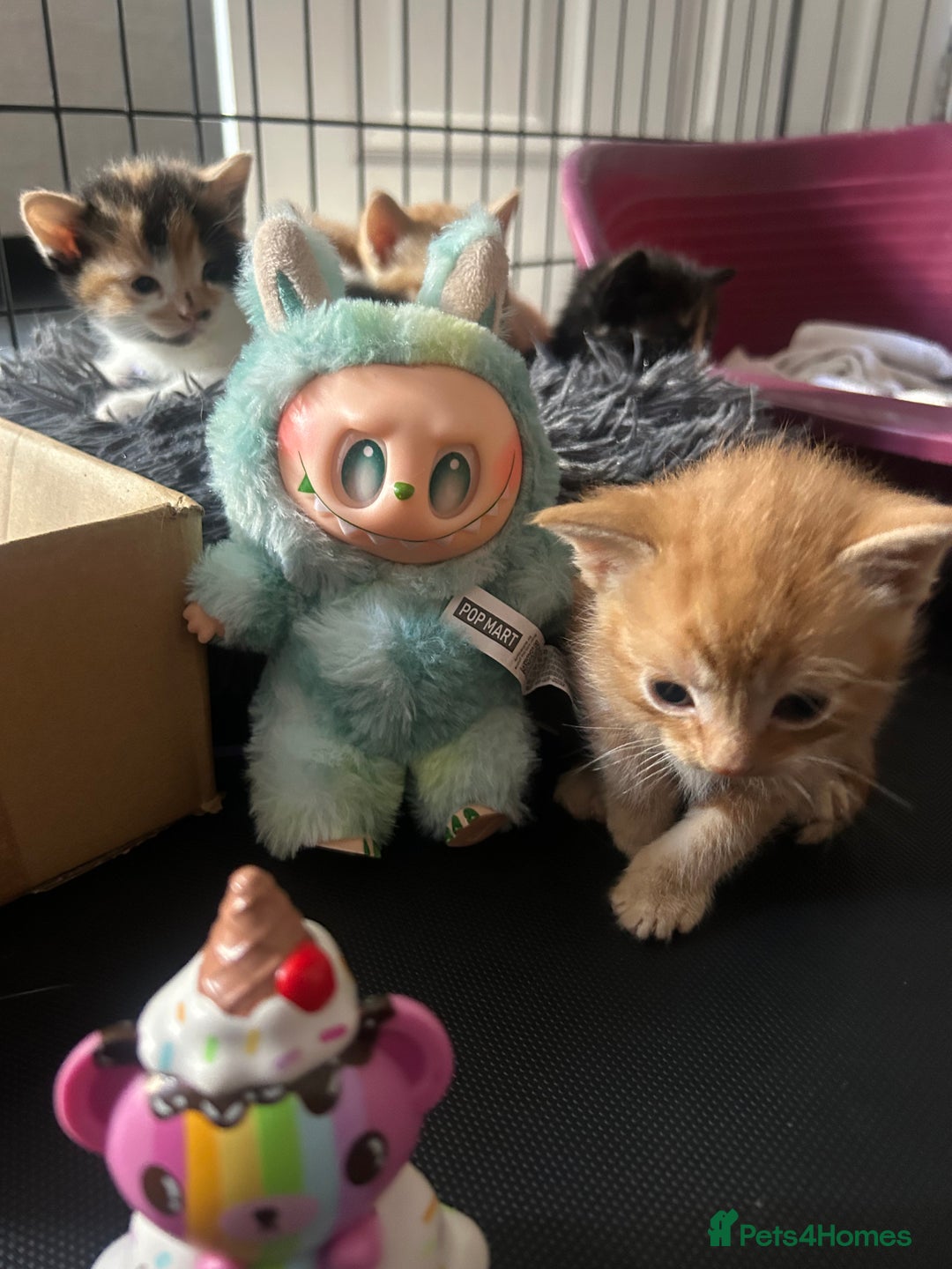 Mixed Breed cats for sale: Kittens for sale - Image 1