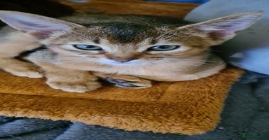 Abyssinian cats - Advert 7