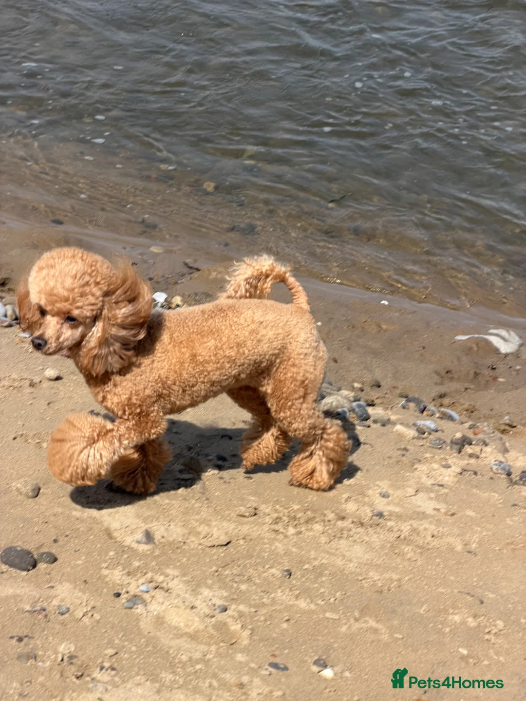 Toy Poodle dogs for sale: Loving Home Wanted for Toy Poodle Callie - Advert 2