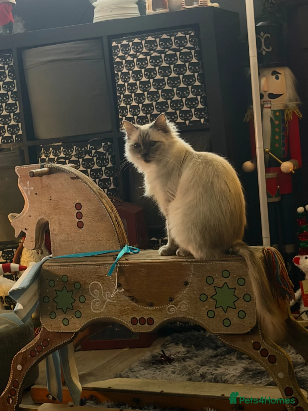 Ragdoll cats for sale: Ragdoll kittens  - Advert 1