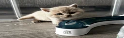 British Shorthair cats for sale: Beautiful British Shorthair Kittens - Advert 14