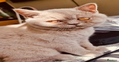 British Shorthair cats - Advert 8