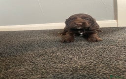 Cocker Spaniel dogs for sale: Cocker spaniel show type.  - Advert 4