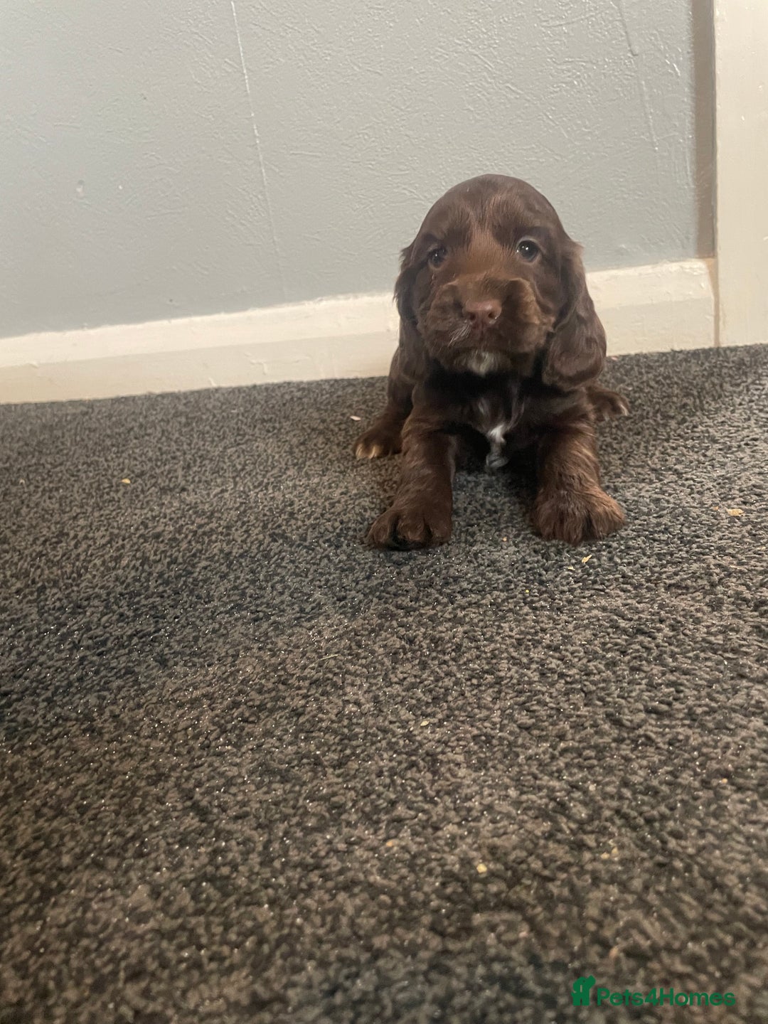 Cocker Spaniel dogs for sale: Cocker spaniel show type.  - Advert 4