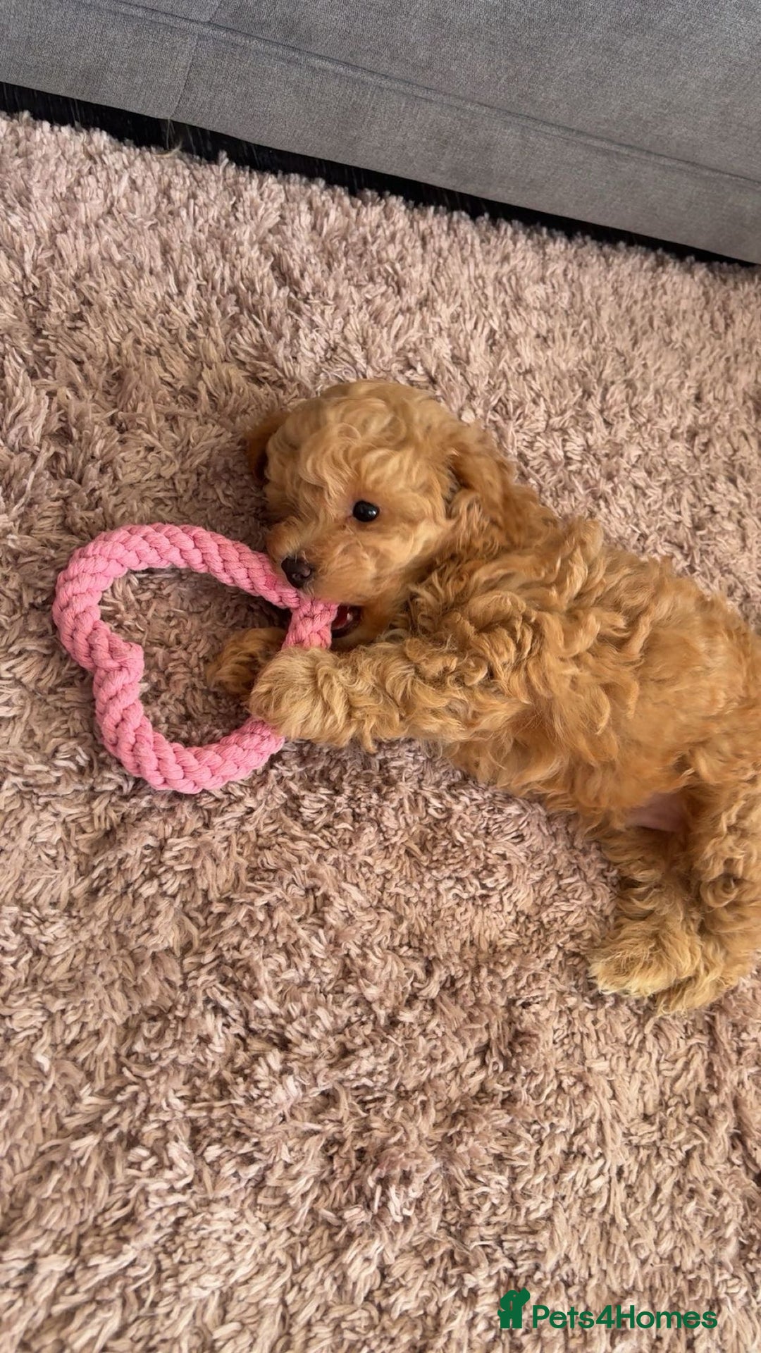 Maltipoo dogs for sale: Stunning Toy Maltipoo pups ❤️ ready on Wednesday! - Advert 2