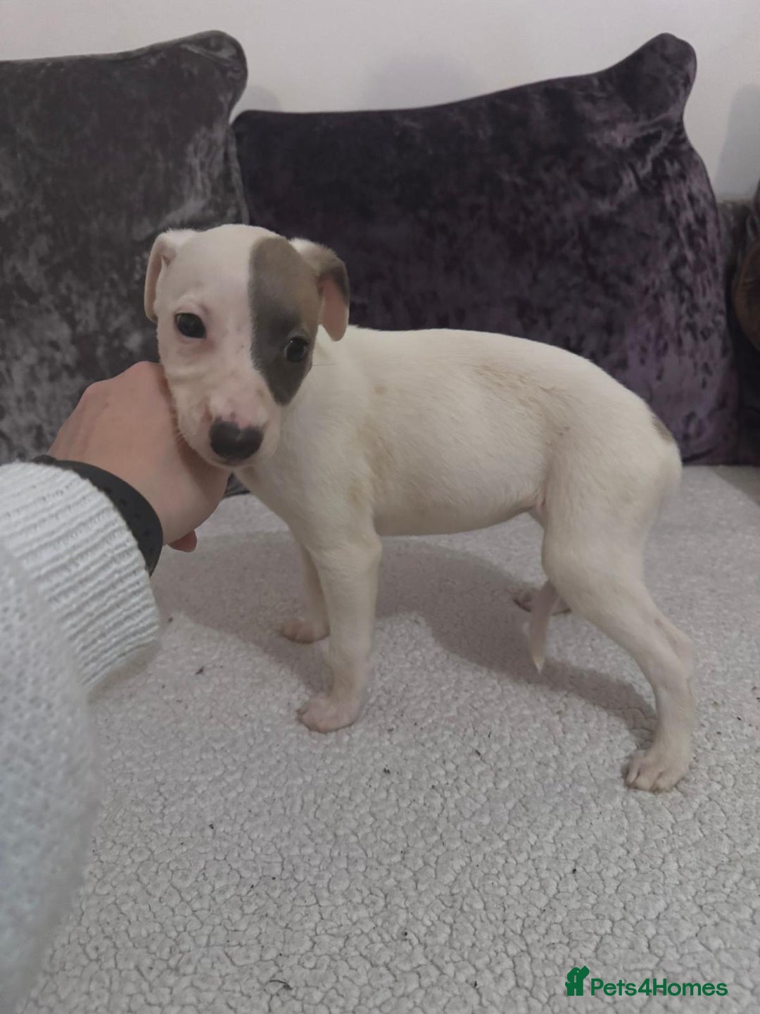 Whippet dogs for sale: Whippet pups - Advert 5