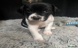 Pointer dogs for sale: English Pointer Bitch - Image 1
