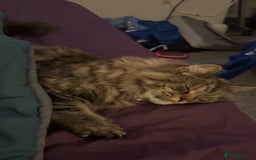 Mixed Breed cats for sale: Lola! - Image 3