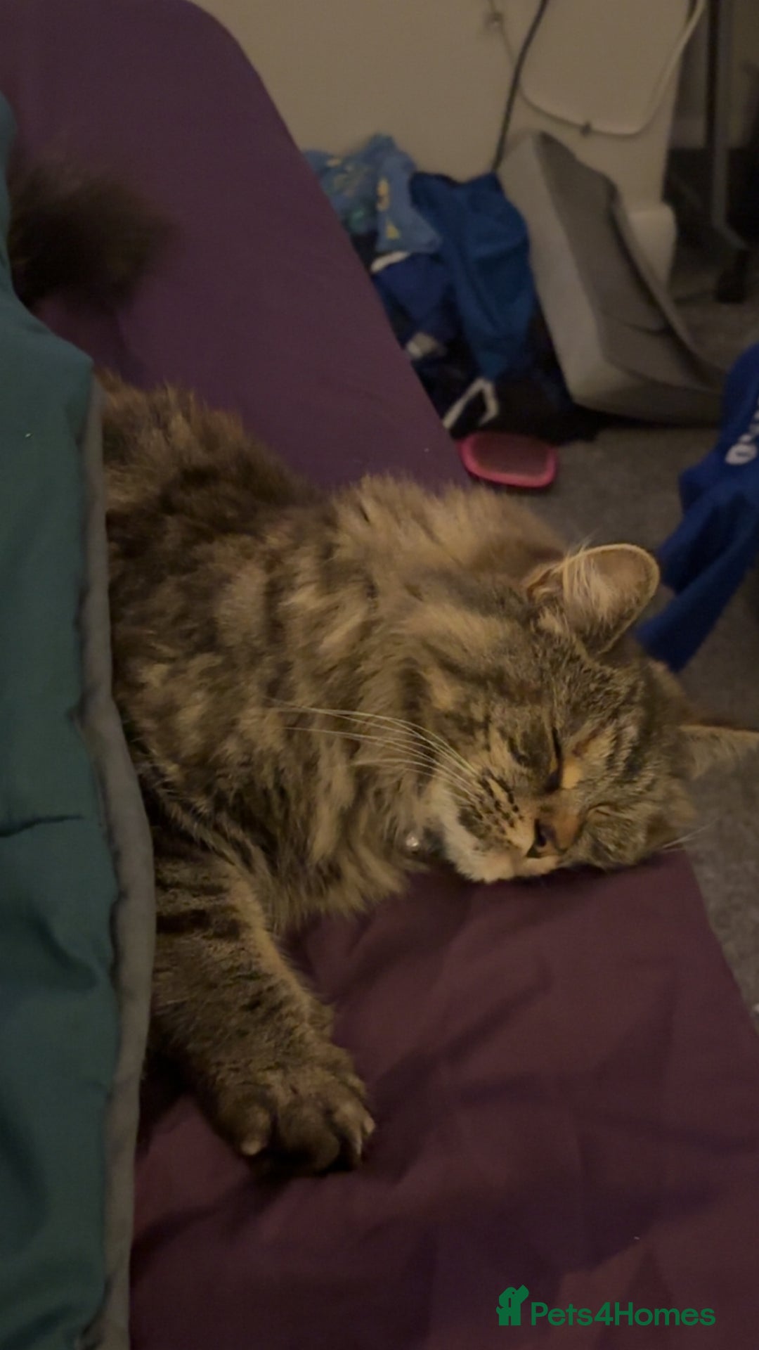 Mixed Breed cats for sale: Lola! - Image 3