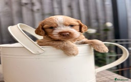 Cockapoo dogs for sale: Cockapoo Puppies Ready 15th September - Image 2