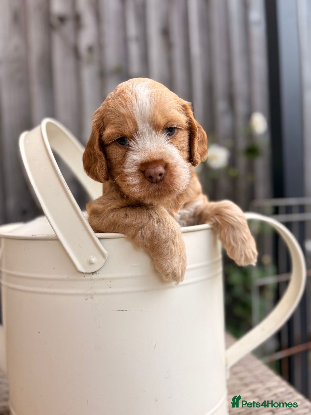 Cockapoo dogs for sale: Cockapoo Puppies Ready 15th September - Image 2