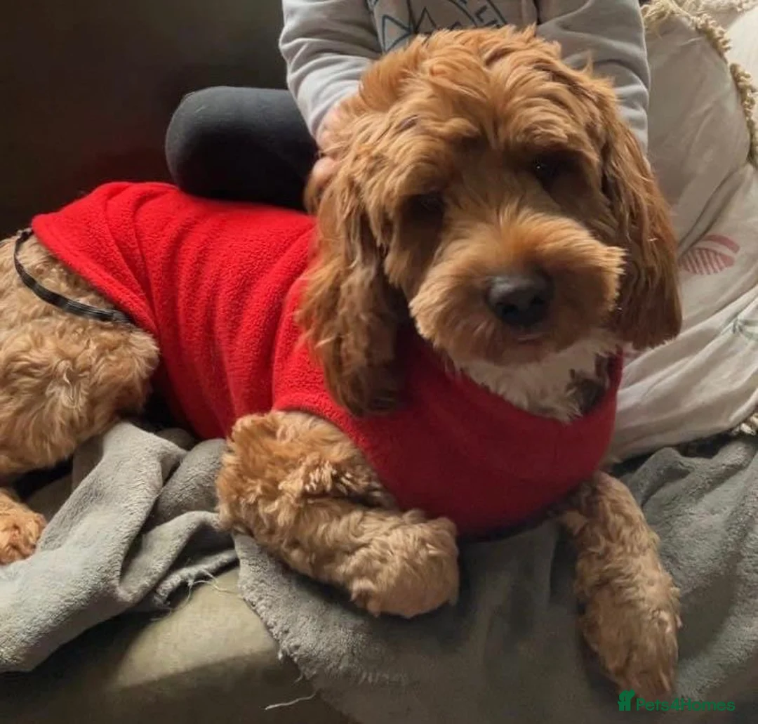 Mixed Breed dogs for sale: Australian Labradoodle. Labradoodle/Cockapoo - Advert 8