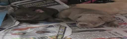 French Bulldog dogs for sale: French bulldog puppies  - Advert 3