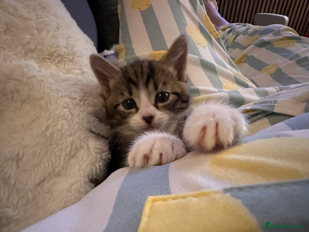 Mixed Breed cats for sale: X4 beautiful kittens looking for forever home.  - Advert 6