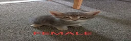 Mixed Breed cats for sale: 3 Grey Kittens Need Good Home - Advert 4