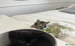 Domestic Shorthair cats for sale: 2 beautiful female kittens  - Image 2