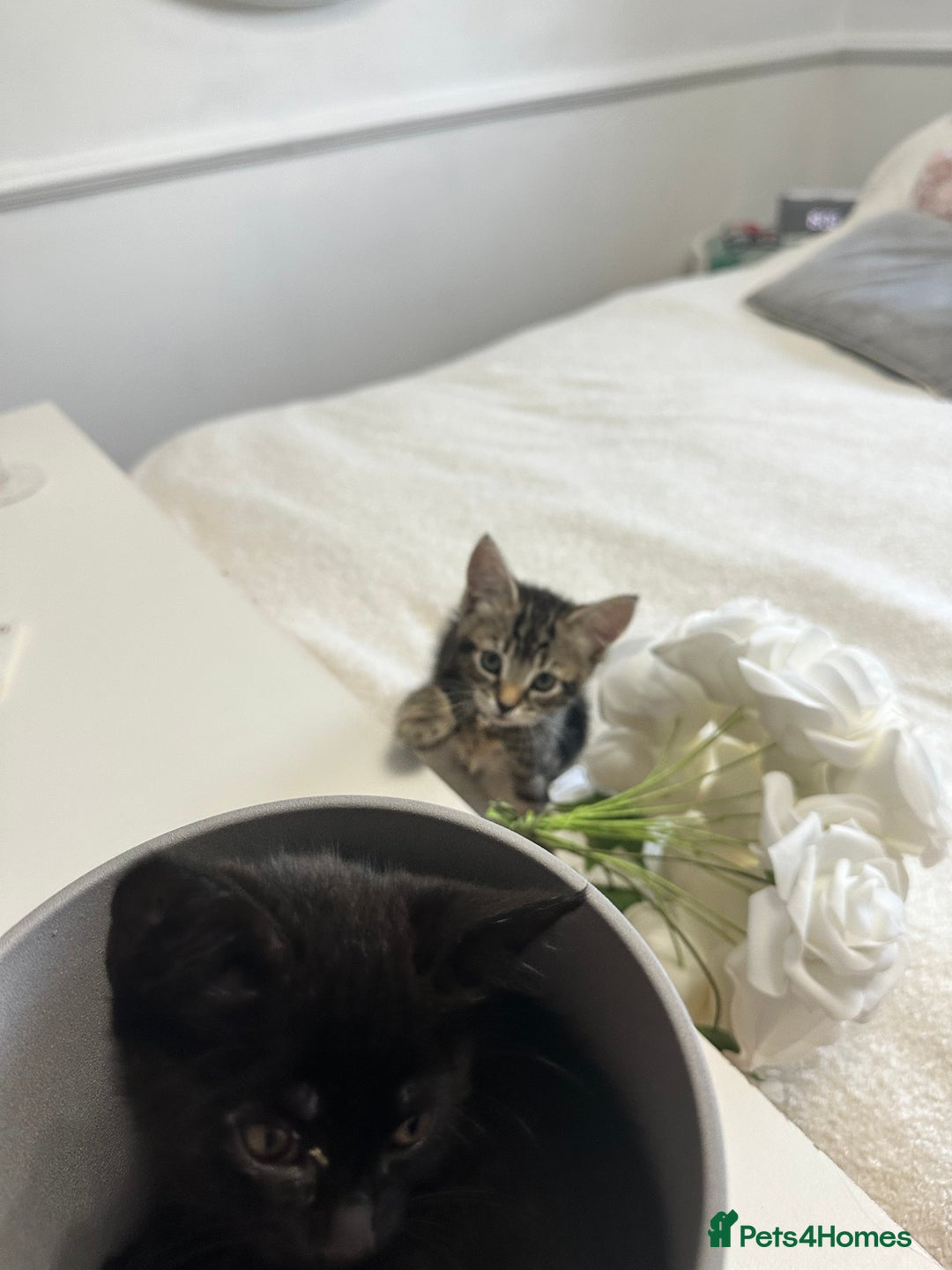 Domestic Shorthair cats for sale: 2 beautiful female kittens  - Image 2