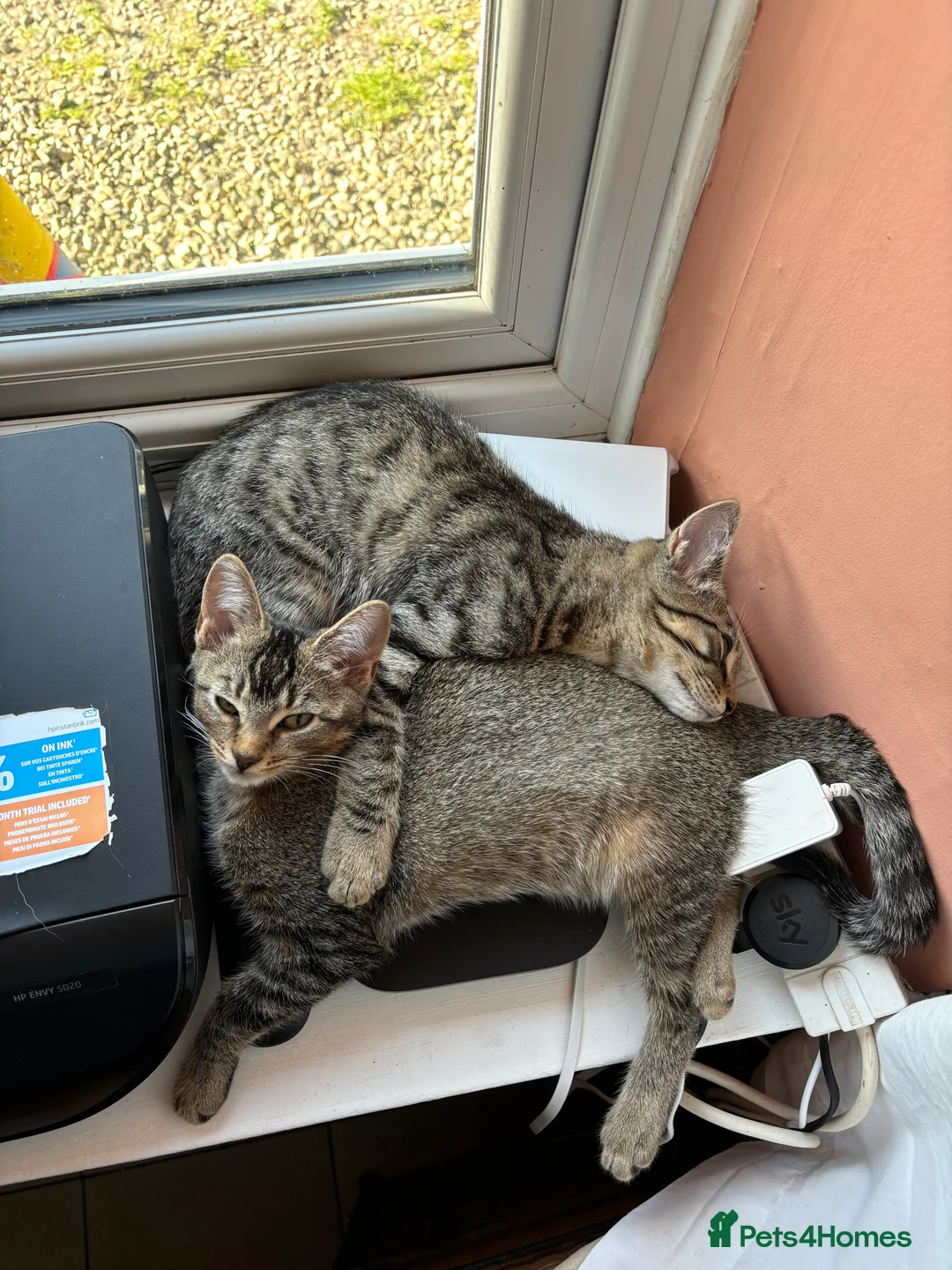 Mixed Breed cats for sale: Must go together!  in Bishops Castle - Advert 2