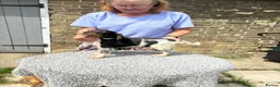 Brittany Spaniel dogs for sale: Brittanys  - Advert 6