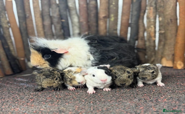 Guinea Pig rodents - Advert 10