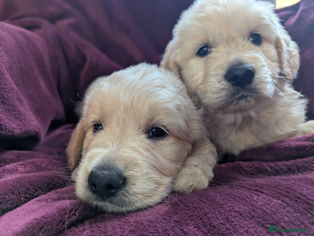 Golden Retriever dogs for sale: Stunning pure-breed Golden Retriever puppies - Image 2